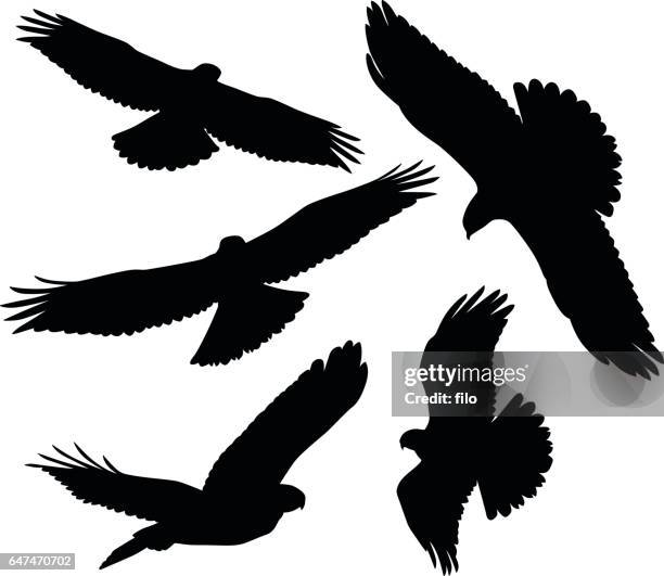 ilustraciones, imágenes clip art, dibujos animados e iconos de stock de vuelo de aves rapaces siluetas - halcón
