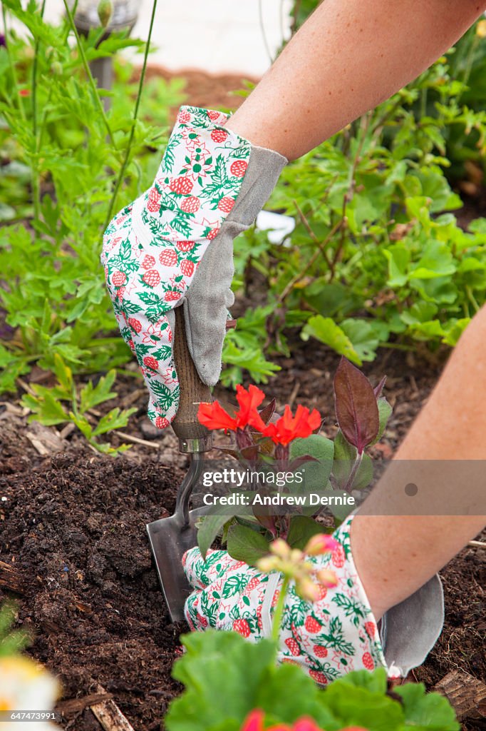 Woman planting seedlings