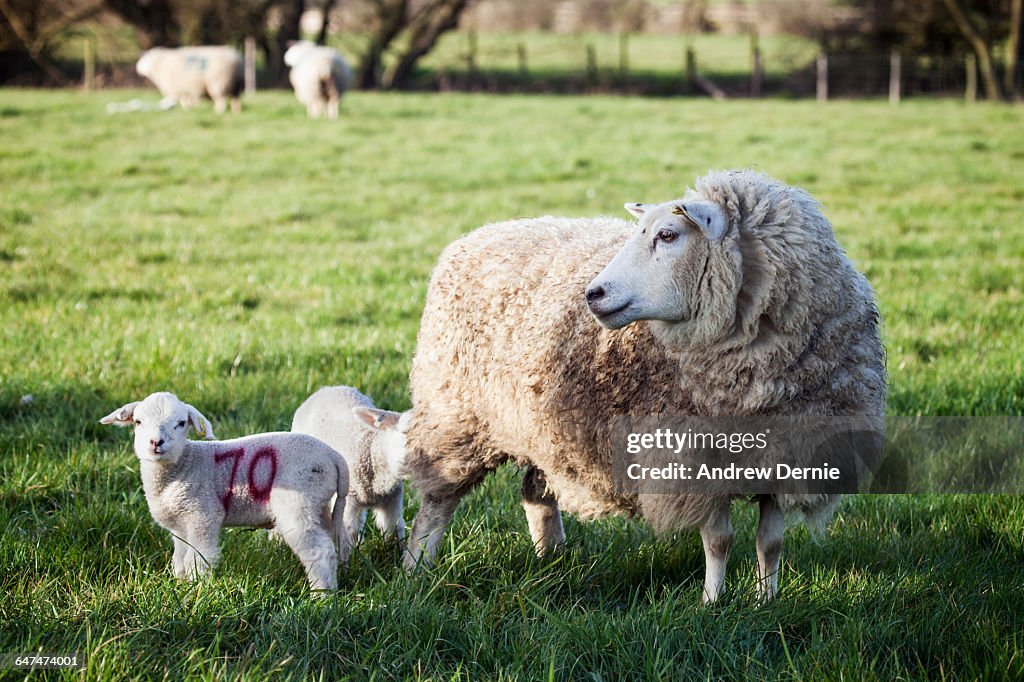 Spring Lambs UK