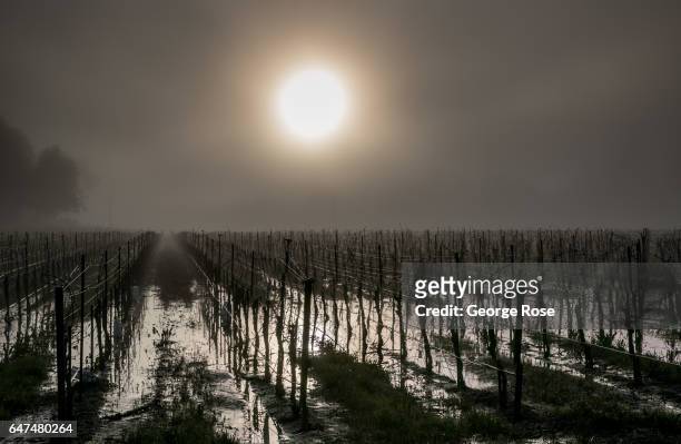 Fog forms in a Russian River Valley vineyard that is still flooded as viewed on February 24 near Healdsburg, California. After record rainfall...