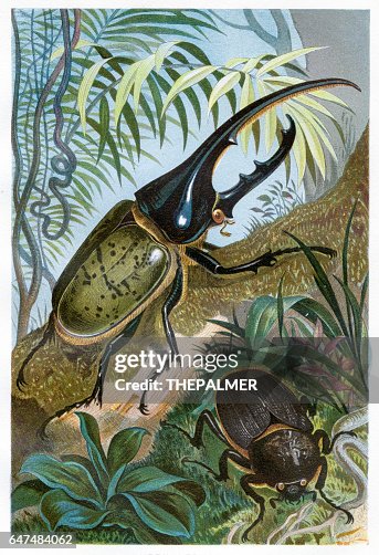 Dynaste Hercule chromolithographie 1884 Dynaste Hercule chromolithographie 1884