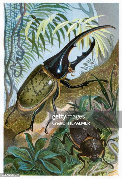 29点のヘラクレスオオカブトイラスト素材 Getty Images 29点のヘラクレスオオカブトイラスト素材 Getty Images