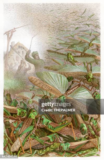 swarm of grashoppers chromolithograph 1884 - grasshopper stock illustrations