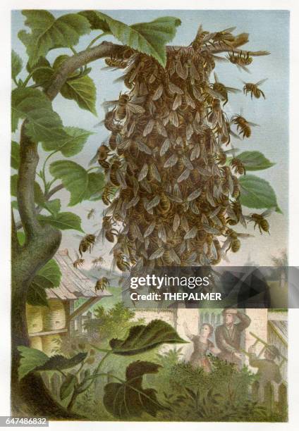 cluster of bees chromolithograph 1884 - bee pattern stock illustrations