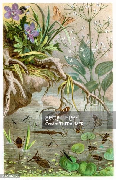 water bugs chromolithograph 1884 - belostomatidae stock illustrations