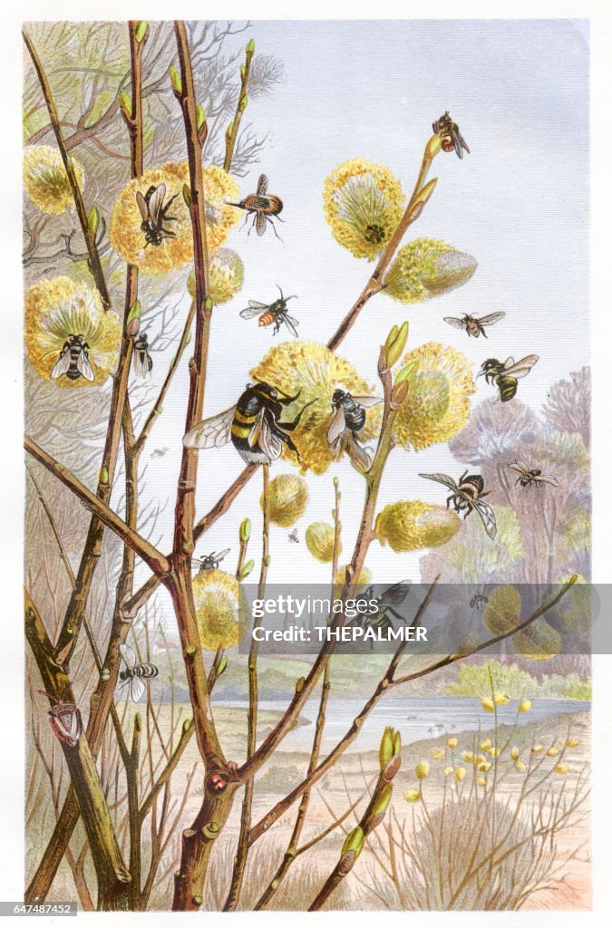 Cluster of bees Chromolithograph 1884