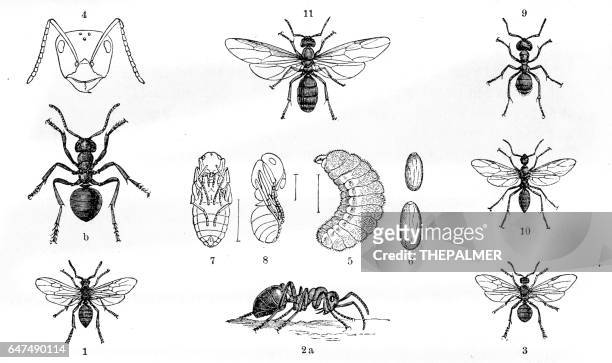 ants engraving 1884 - ant stock illustrations