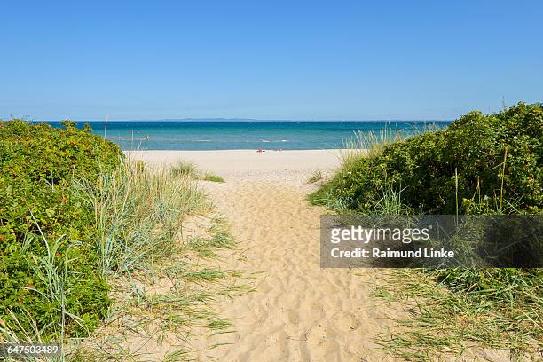 path too the beach in summer - kattegat stock-fotos und bilder