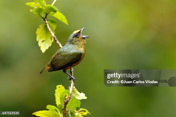 olive-backed euphonia (euphonia gouldi) - richiamo foto e immagini stock