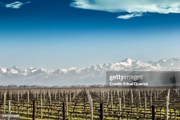 vineyard in winter - mendoza argentina stock pictures, royalty-free photos & images