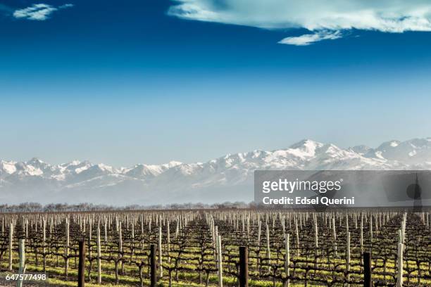 vingård i vinter - mendoza bildbanksfoton och bilder