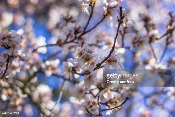 spring - bellezza naturale 個照片及圖片檔
