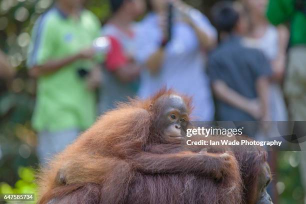 orangutan with infant surrounded by people - baby orangutan stock pictures, royalty-free photos & images