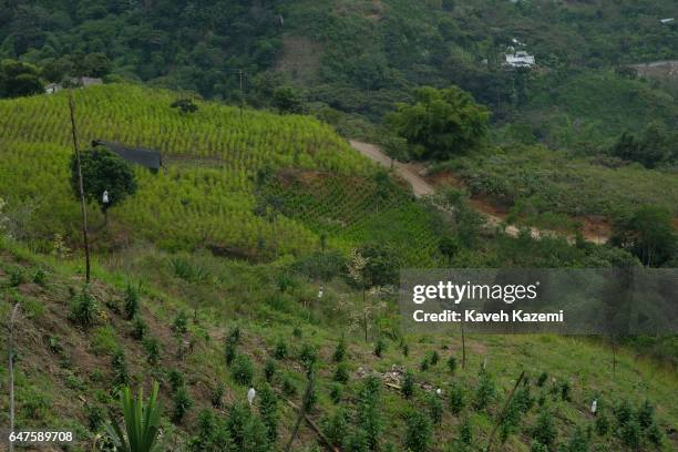Coca and Cannabis plantation seen visibly from the roadside in the countryside on December 28, 2016 in Corinto, Colombia.