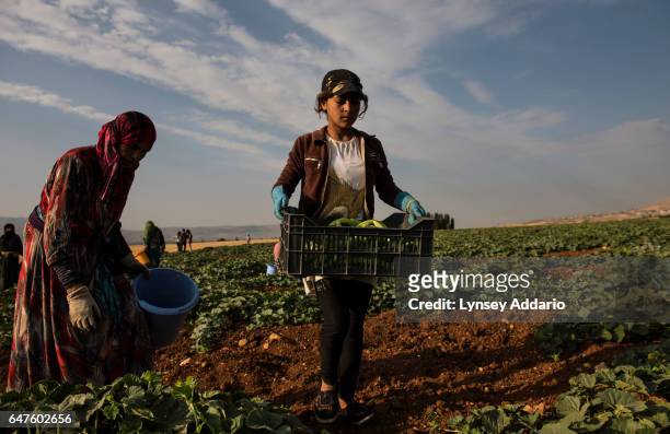 Hanaa picks cucumbers at dawn with other Syrian refugees from her informal tented settlement in the Bekaa Valley, between the city of Zahle and...