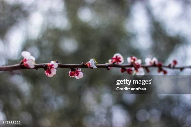 spring - bellezza naturale stock-fotos und bilder