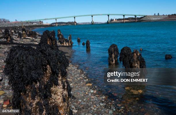 Cars cross the International Bridge between Lubec, Maine and Campobello Island, Canada March 3, 2017 in the US/Canada border town of Lubec, Maine....