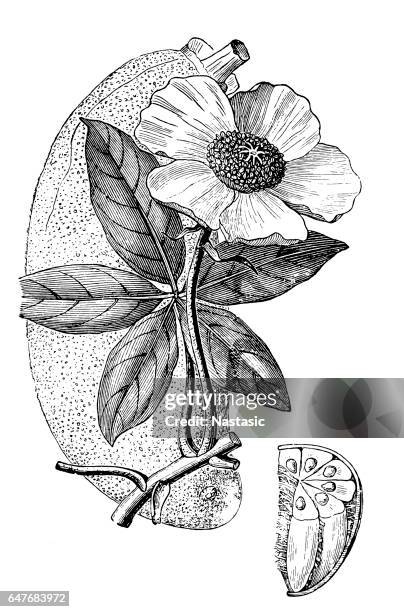 baobab tree (adansonia) - pencil drawing stock illustrations