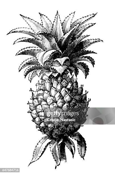 the pineapple (ananas comosus) - palm trees clipart stock illustrations