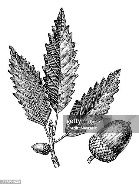 oak leaf and acorn (quercus prints) - lush stock illustrations