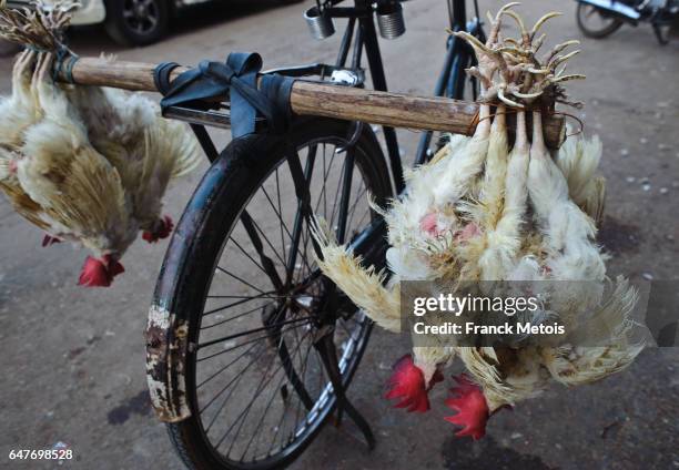chickens carried by cycle ( india) - commercial broiler stock pictures, royalty-free photos & images