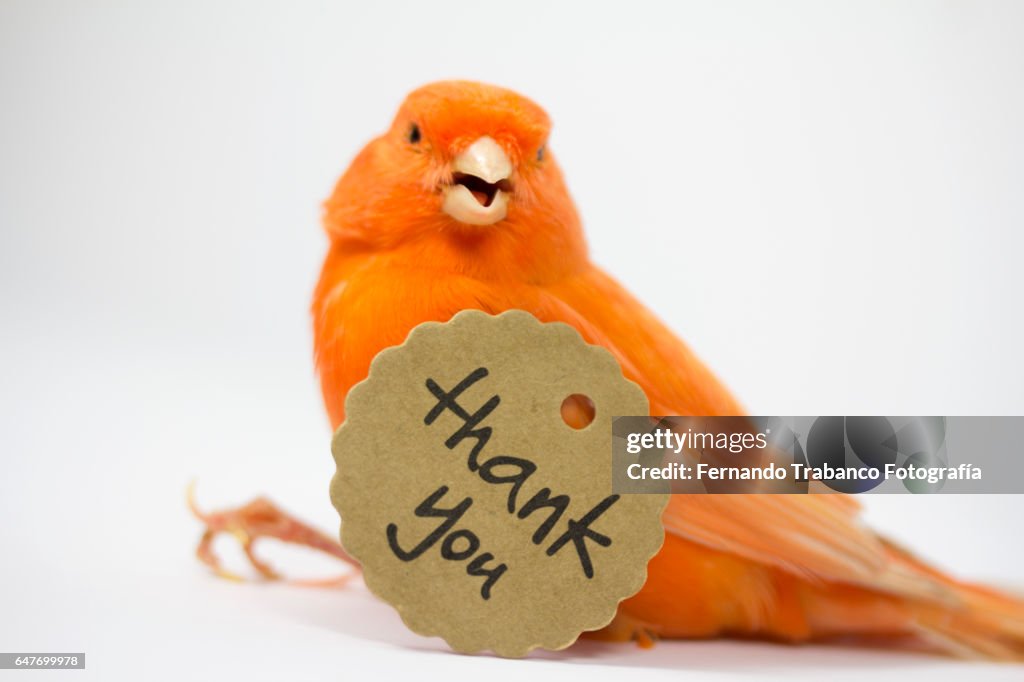 Small and red bird with a thank you card