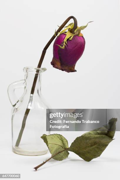 still life of dried rose inside a vase (vertical version) - death of a rotten 個照片及圖片檔