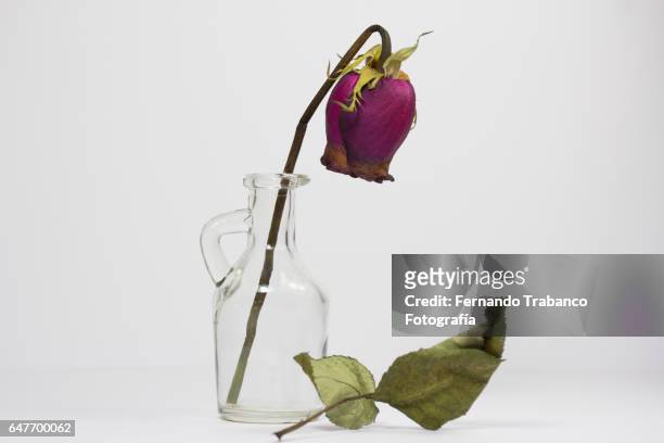 still life of dried rose inside a vase - wilted plant fotografías e imágenes de stock