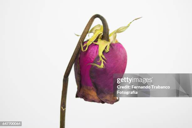 withered rosebud. - dying houseplant stock pictures, royalty-free photos & images
