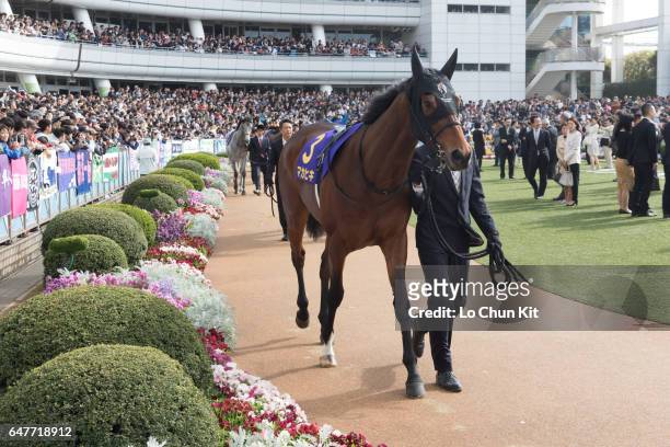 Horse Makahiki being led around the paddock during the Satsuki Sho - Japanese 2000 Guineas at Nakayama Racecourse on April 17, 2016 in Funabashi,...