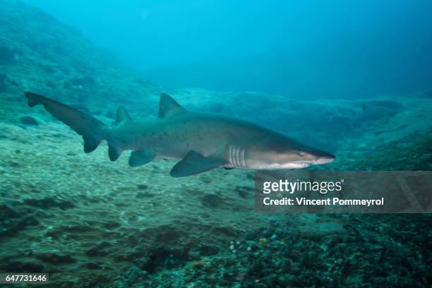 carcharias taurus - sand tiger shark stock pictures, royalty-free photos & images