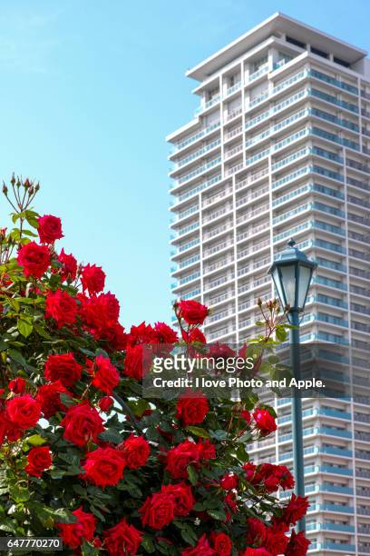 red rose blooming in the city center - 大阪市 stockfoto's en -beelden