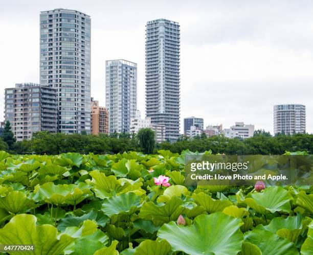tokyo scenery - shinobazu pond stock pictures, royalty-free photos & images