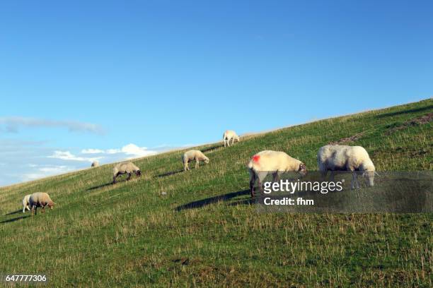 sheeps on the dike - herdwick sheep stockfoto's en -beelden