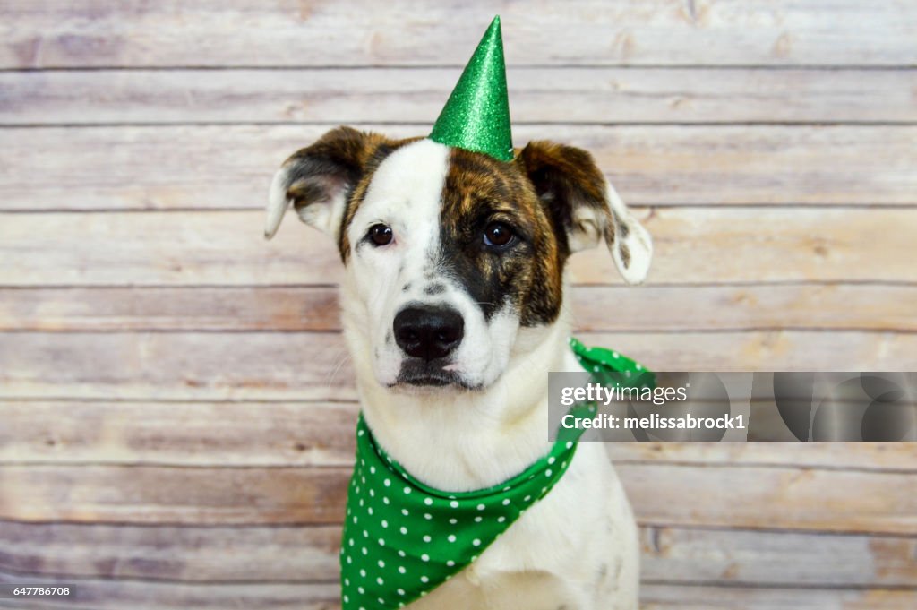 St. Patrick's Day Puppy
