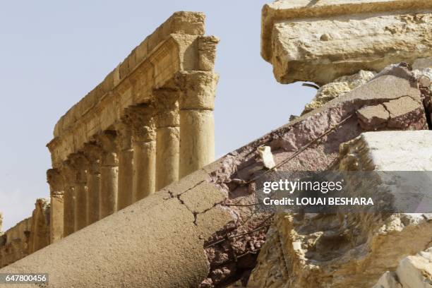 Picture taken on March 4, 2017 shows fallen columns at the site of the ancient city of Plamyra in central Syria. Syrian troops backed by Russian jets...