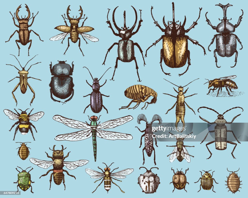 Organizing Style Insects Big Set Of Insects Bugs Beetles And Bees Many Species In Vintage Old ...