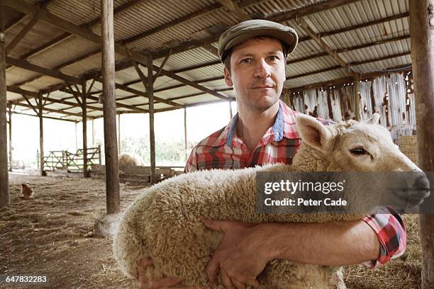 farmer in barn holding sheep - schaf stock-fotos und bilder