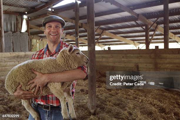 happy farmer in barn holding sheep - hirte stock-fotos und bilder