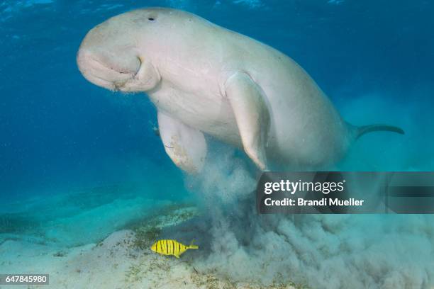 dugong - ジュゴン ストックフォトと画像