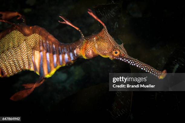 weedy sea dragon - sea dragon stock pictures, royalty-free photos & images