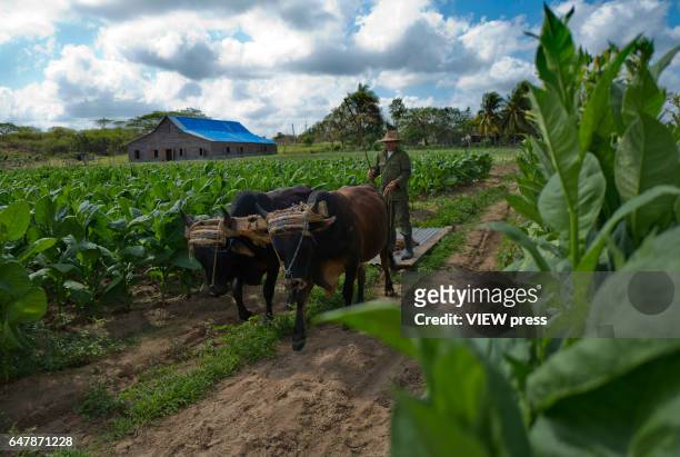 Worker harvests tobacco leaves at a plantation in the western province of Pinar del Rio on February 28, 2017 in Viñales, Cuba. Tourists from around...