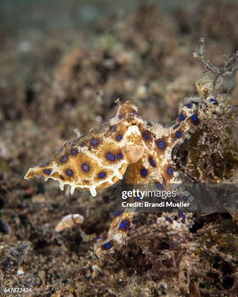 blue ringed octopus - blue ringed octopus stock pictures, royalty-free photos & images