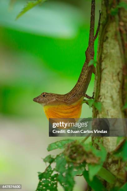 golfo-dulce anole (anolis polylepis) - pyramid butterflyfish or hemitaurichthys polylepis stockfoto's en -beelden