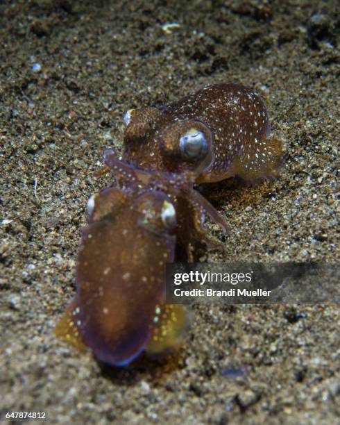 mating bobtail squid - squid mating stock pictures, royalty-free photos & images