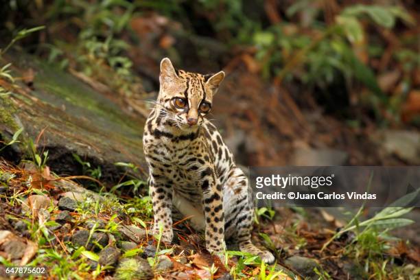 margay (leopardus wiedii) - margay stock pictures, royalty-free photos & images