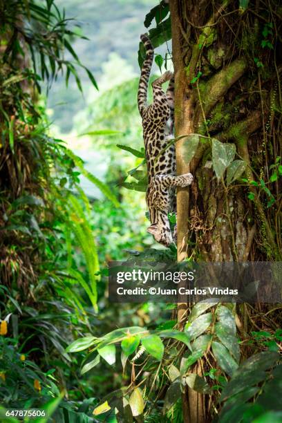 margay (leopardus wiedii) - margay stock pictures, royalty-free photos & images