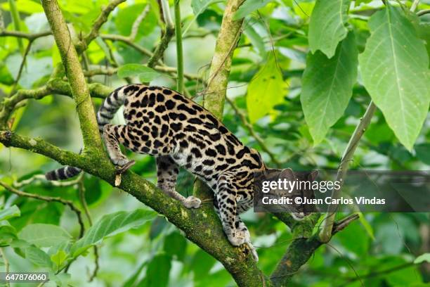 margay (leopardus wiedii) - wildcat animal stock pictures, royalty-free photos & images