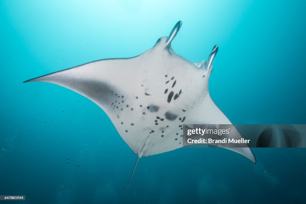 Manta Ray in the Maldives