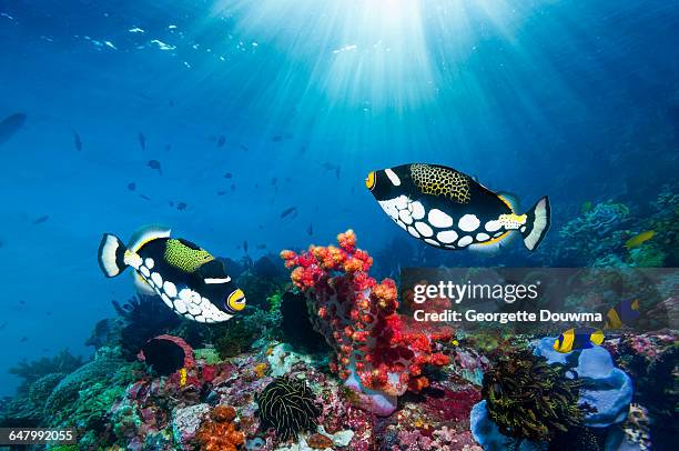 coral reef scenery with triggerfish - triggerfish stock pictures, royalty-free photos & images